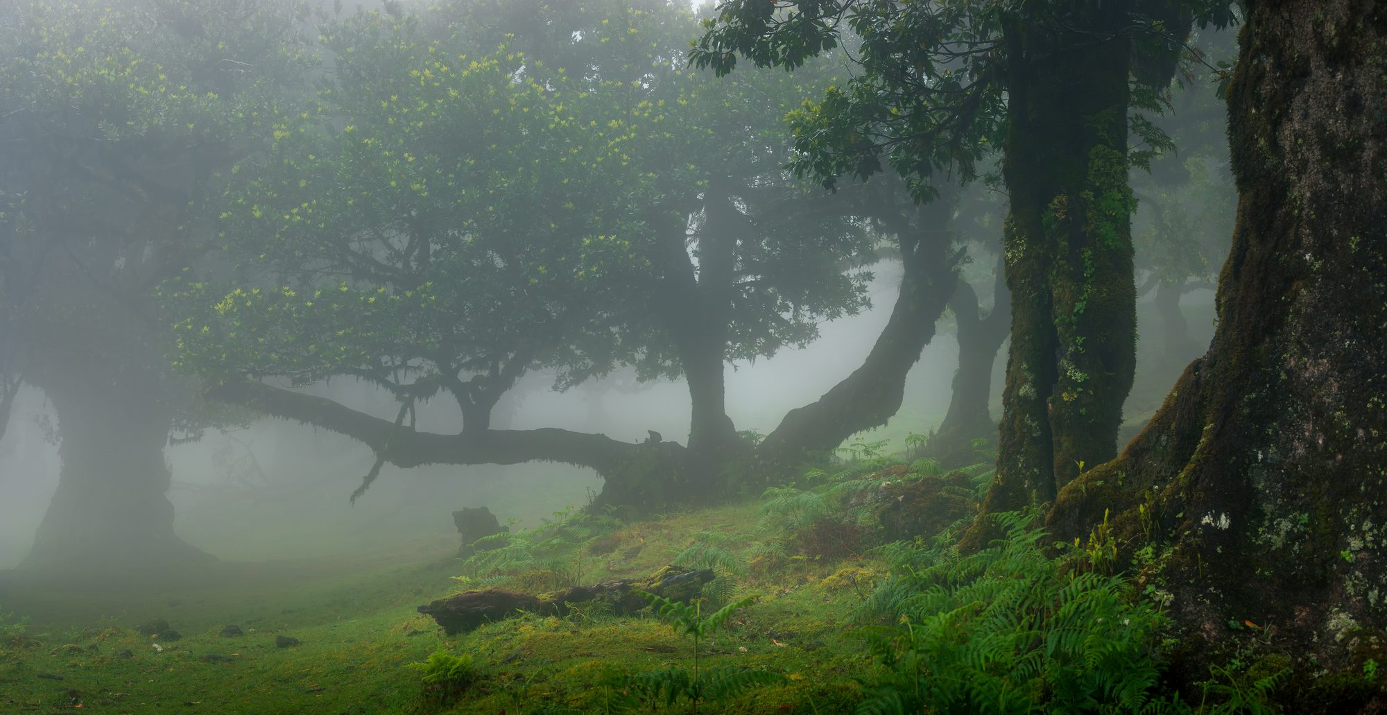 Old til trees with wide, twisted trunks standing in thick fog on the grass at Fanal