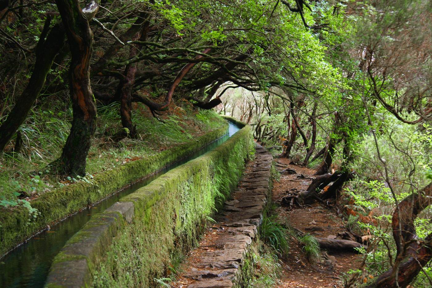 A narrow path beside a mossy levada channel, under a tunnel of trees